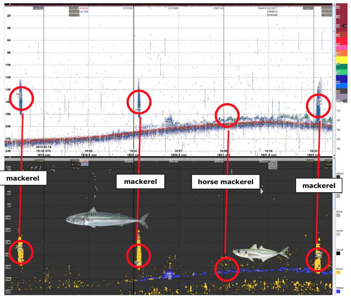 EU discard ban — fish bycatch and waste markets